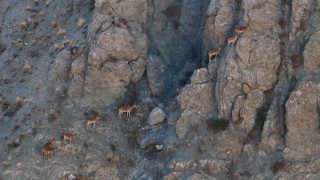 Erzincanda yaban keçileri dron ile görüntülendi