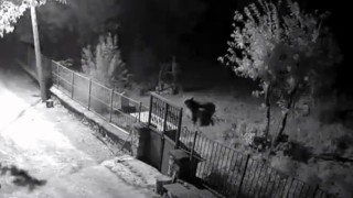 Erzincanda yerleşim alanlarına inen ayılar vatandaşları tedirgin ediyor