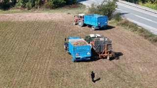 Erzincanın bereketli topraklarında pancar hasadı başladı