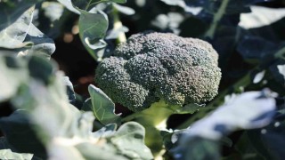 Erzurumda tarımda yeni bir dönem: İkinci ürün Brokoli hasadı gerçekleştirildi