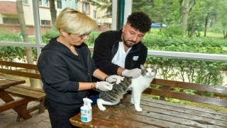 Esenyurtta sokak kedilerine parazit uygulaması: Hem hayvan sağlığına hem toplum sağlığına katkı