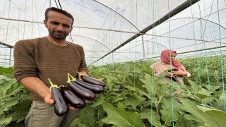 Eyyübiye Sera Kentte yüzlerce süs bitkisi ve sebze yetiştiriliyor