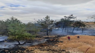 Fabrikanın ağaçlık alanında çıkan yangın korkuttu