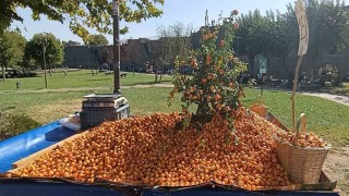Faydaları saymakla bitmiyor: Alıç meyvesi tezgahlardaki yerini aldı