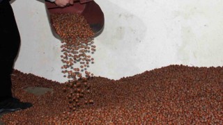 Fındıkta serbest piyasa düşüşte, Tarım Kredi en yüksek alımı yapıyor