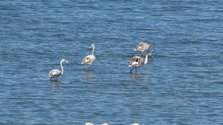 Flamingoların yeni gözdesi: İskele sahili