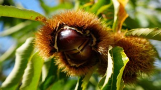 Gal arısı ve hastalıklara dayanıklı kestanelerde hasat zamanı