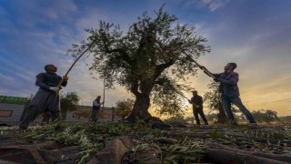 Gaziantep ve bölgede zeytin hasadı başladı