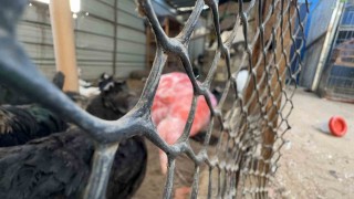 Gazzede bir çadır, hayvanat bahçesinin kalan canlarına sığınak oldu