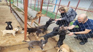 Germencik Sokak Hayvanları Rehabilitasyon Merkezi açılış için gün sayıyor