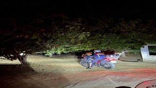 Germencikte jandarma incir hırsızlıklarını önlemek için sahada