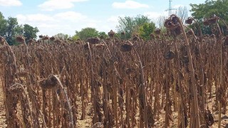 Gıda güvenliği kamu denetimiyle sağlanmalı