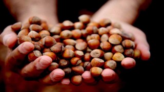 Giresun fındığı zirvede: Kilosu 352 TLye ulaştı