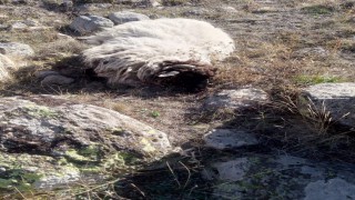 Giresunda ayı ve kurtlar köyün koyunlarına saldırdı: 5 koyun telef, 18i kayıp