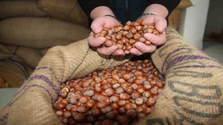 Giresunda fındık fiyatları haftayı 315 liradan kapattı