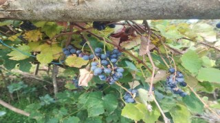 Giresunda geleneksel kokulu üzüm pekmezi kazanları kaynadı