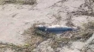 Gönende sahilde şüpheli balık ölümleri kameraya yansıdı