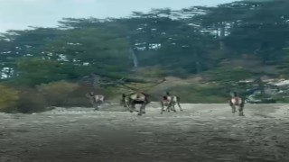 Göynükte geyik sürüsü kameraya yansıdı