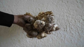 Gümüşhanede ata tohumu siyah sarımsak tescil yolunda