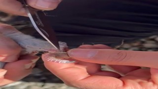 Gümüşhanede itfaiye ekipleri ayakları ipe dolanan güvercin için seferber oldu