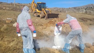 Gümüşhanede şarbon hastalığı nedeniyle 6 köye giriş çıkış yasaklandı