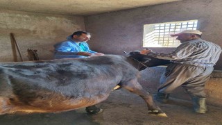 Güroymakta şap aşısı çalışmaları aralıksız sürüyor