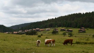 Güzelliğiyle mest eden Kastamonu yaylaları hayvancıların en büyük geçim kaynağı
