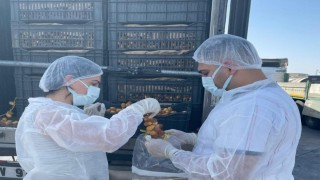 Habur Sınır Kapısında taze hurma ithalatına sıkı denetim