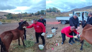 Hakkaride ayağı kırık at kurtarıldı