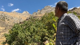 Hakkarinin Dağ Keçileri Kalesi dikkat çekiyor