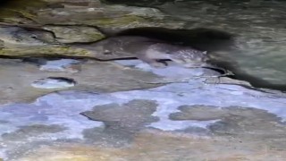 Halfetide su samuru görüldü