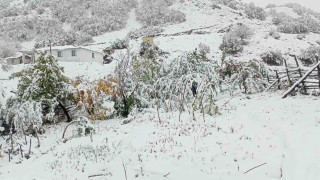 Hasadı yapılmayan ceviz kar altında kaldı