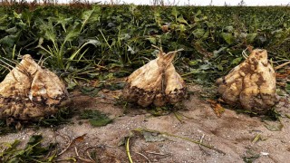 Hasat edilen 24 kiloluk şeker pancarları şaşırttı