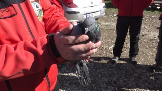 Havalandırma boşluğunda 4 gündür mahsur kalan güvercin kurtarıldı