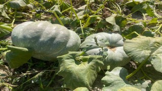 Hayvan gübresiyle 40 kilograma ulaşan kabaklarını taşımakta zorlandı