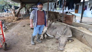 Hayvanları sele kapılan Aktaş: Adam boyu sel geldi