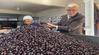 Her 6 sofralık zeytinden birini Bursa ve Balıkesir üretecek