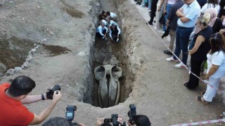 Heyecanlandıran keşif: 16 metrelik Balinanın kafatası ve gövdesi tamamen ortaya çıktı