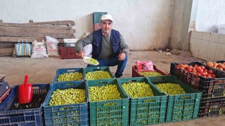 Hisarcıkta salamura zeytin yapımı yaygınlaştı