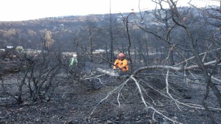 Honaz Dağı Milli Parkında yanan alanlar yeşillendiriliyor