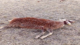 Horasanda kurtlar sürüye daldı: 3 koyun telef oldu