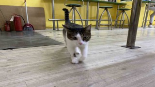 İki defa terk edilen kediye işletmeci sahip çıktı