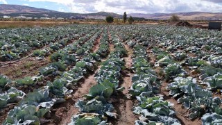 İklim değişikliği dev lahanaları vurdu, çiftçiler büyük hayal kırıklığına uğradı