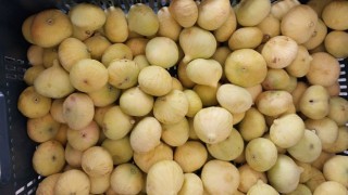 İncir Hasadı Üreticinin Yüzünü Güldürdü