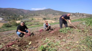 İsmi gibi tadıyla dikkat çeken şifa deposu tatlı patateste hasat başladı