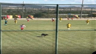 Ispartada amatör maçta sahaya köpek girince oyun durdu