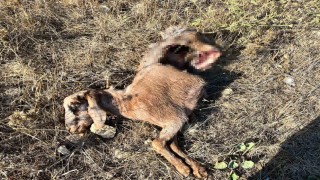 İstanbula bir günlüğüne iş seyahatine gitti, döndüğüne keçilerini parçalanmış halde buldu