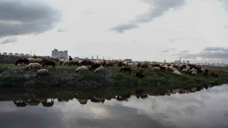 İstanbulda siyaha bürünen dere kirlilik saçıyor