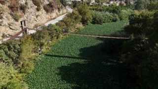 İstilacı su sümbülleri, Asi nehrini yeşile bürüyerek suyu görünmez hale getirdi