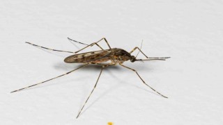 İzlandada hava sıcaklıkları arttı, ilk kez sivrisinek görüldü